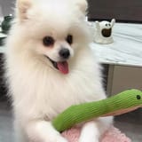 Perro blanco esponjoso sentado en el interior de una casa junto a una mesa, con la serpiente verde apoyada frente a él